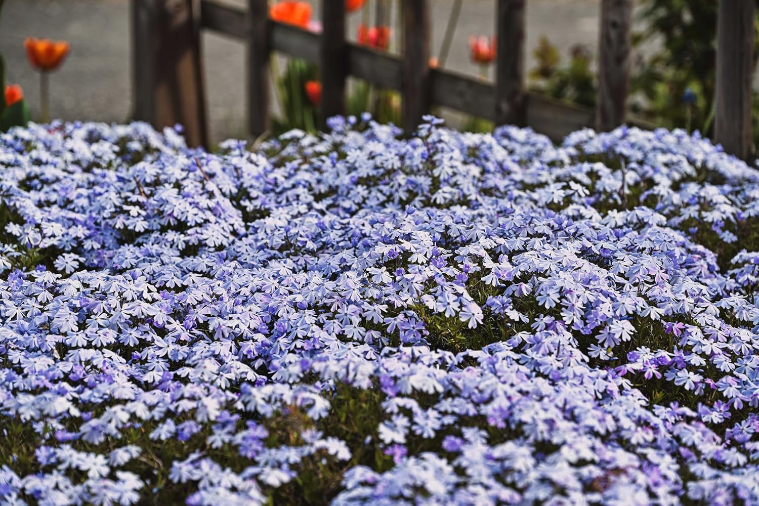 Phlox subulata 'Emerald Cushion Blue' / Blauer Polster-Phlox