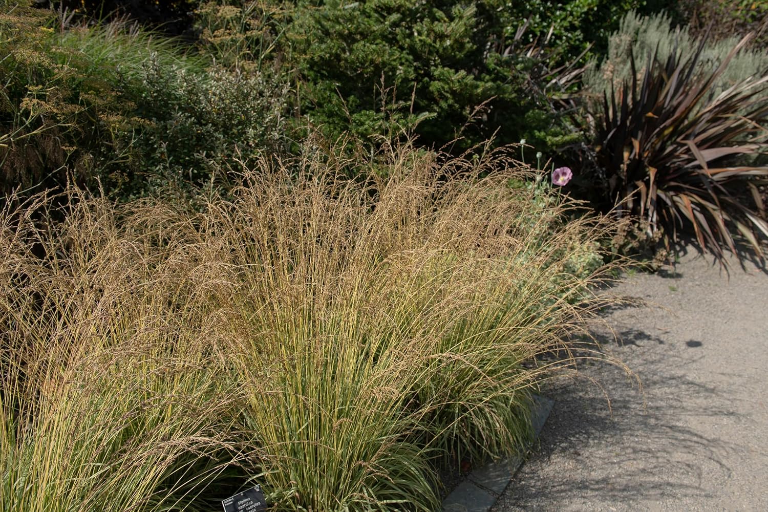 Molinia caerulea 'Variegata' / Buntes Kleines Pfeifengras