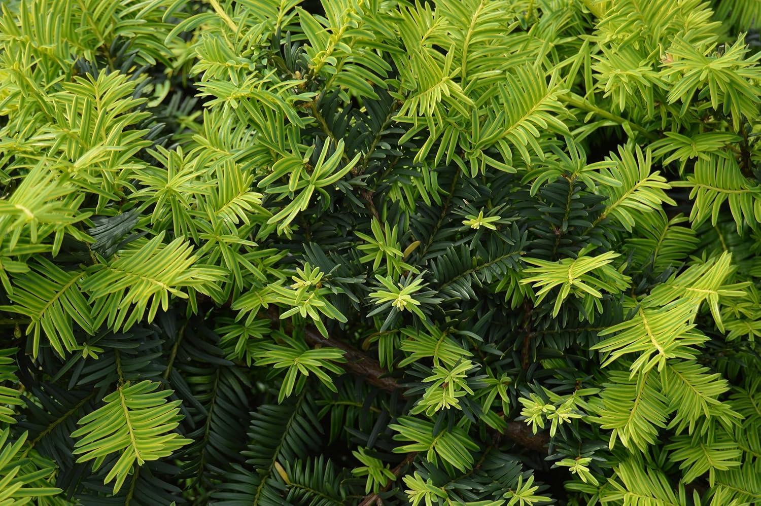 Taxus baccata 'Repandens' / Bodendeckereibe