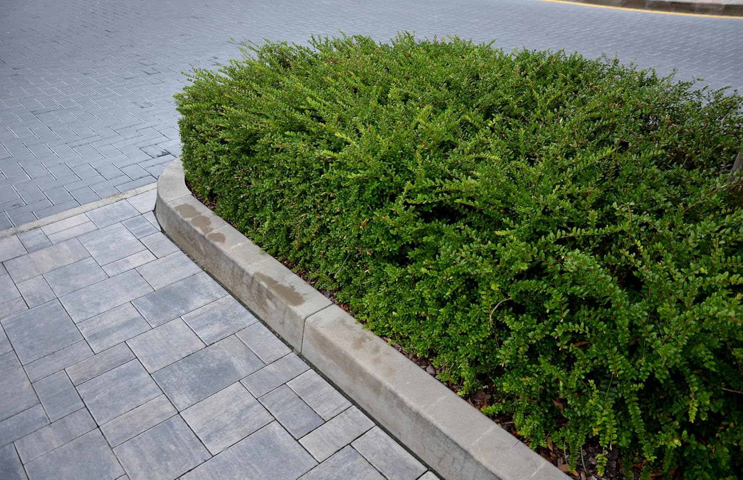 Lonicera nitida / Heckenmyrthe