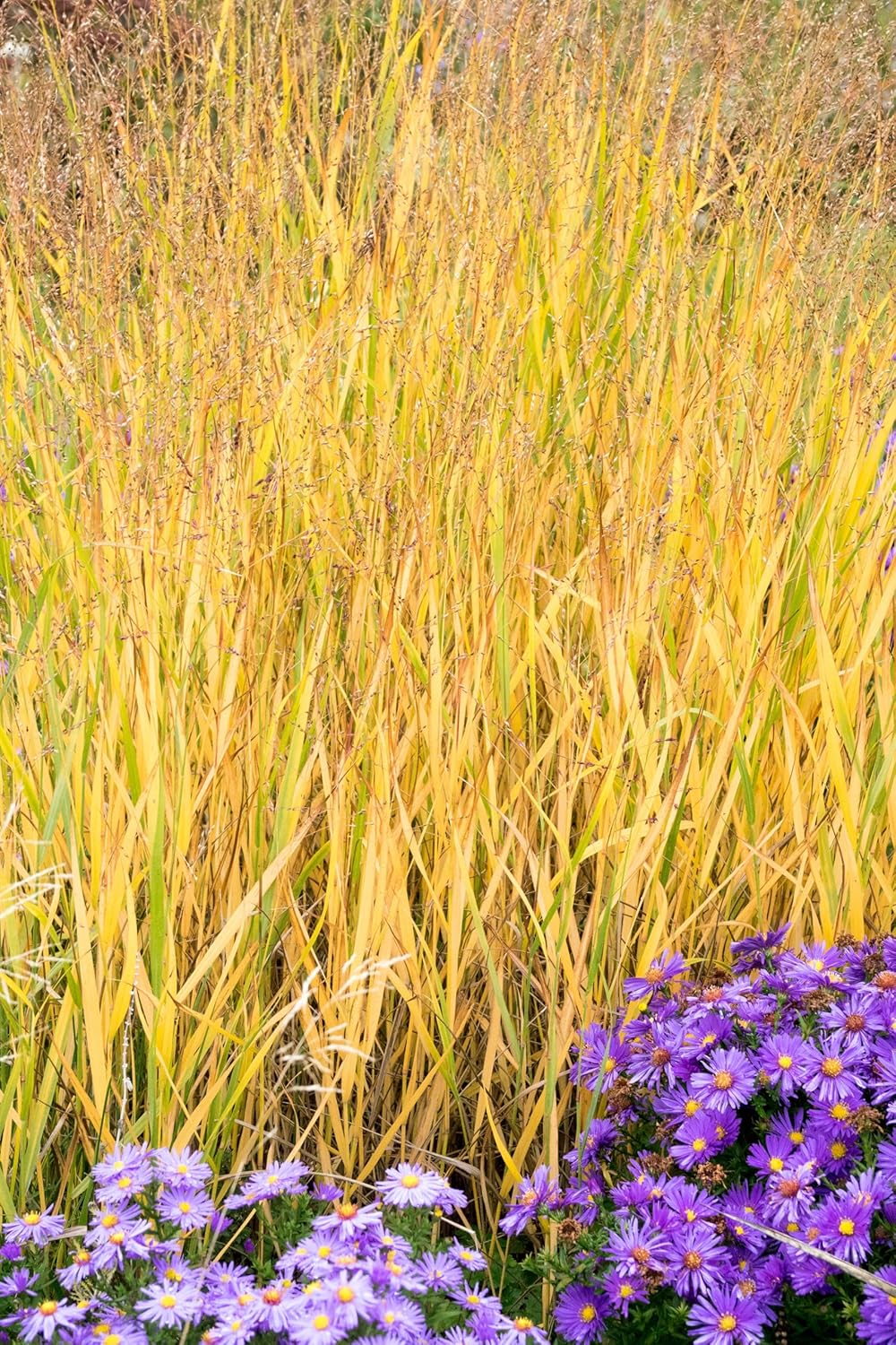 Panicum virgatum 'Strictum' / Gelbe Rutenhirse
