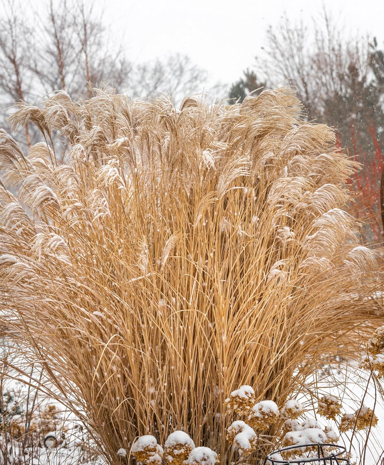 Miscanthus sinensis 'Condensatus' / Chinaschilf