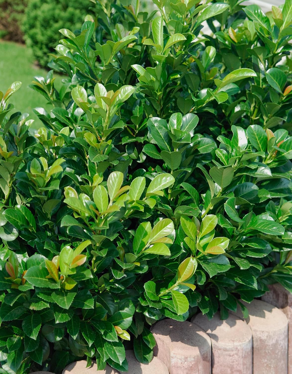 Prunus laurocerasus 'Etna' / Kirschlorbeer