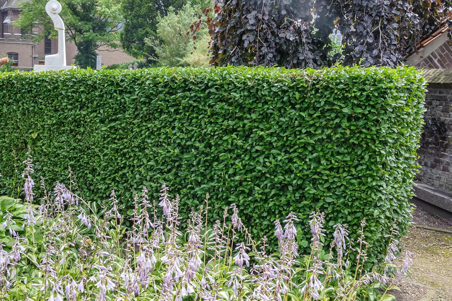 Ligustrum ovalifolium 'Green Diamond' / Ovalblättriger Liguster