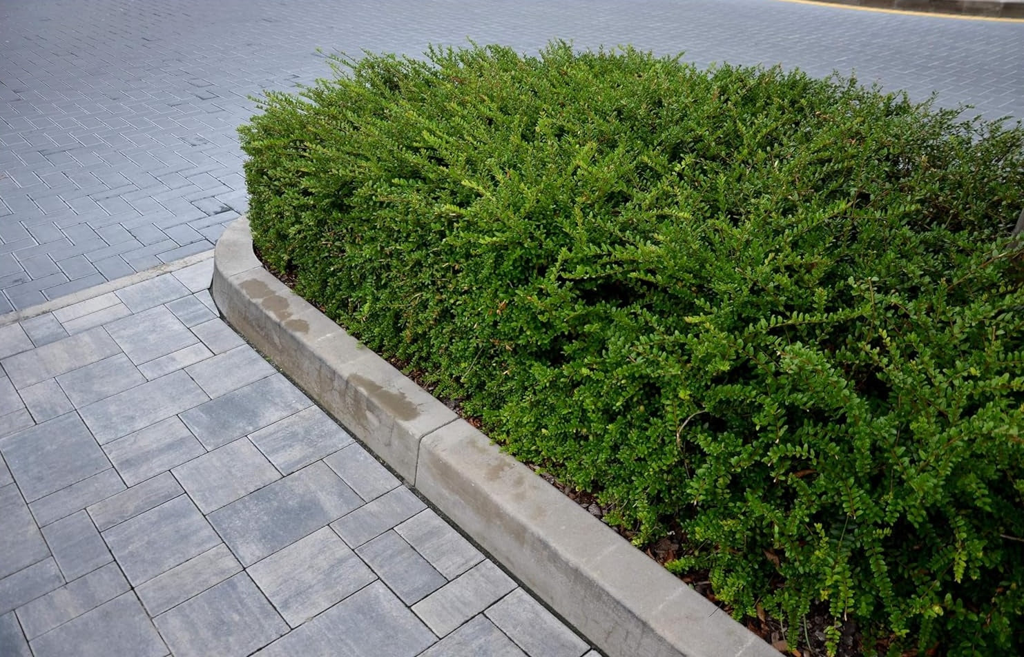 Lonicera pileata / Böschungsmyrthe