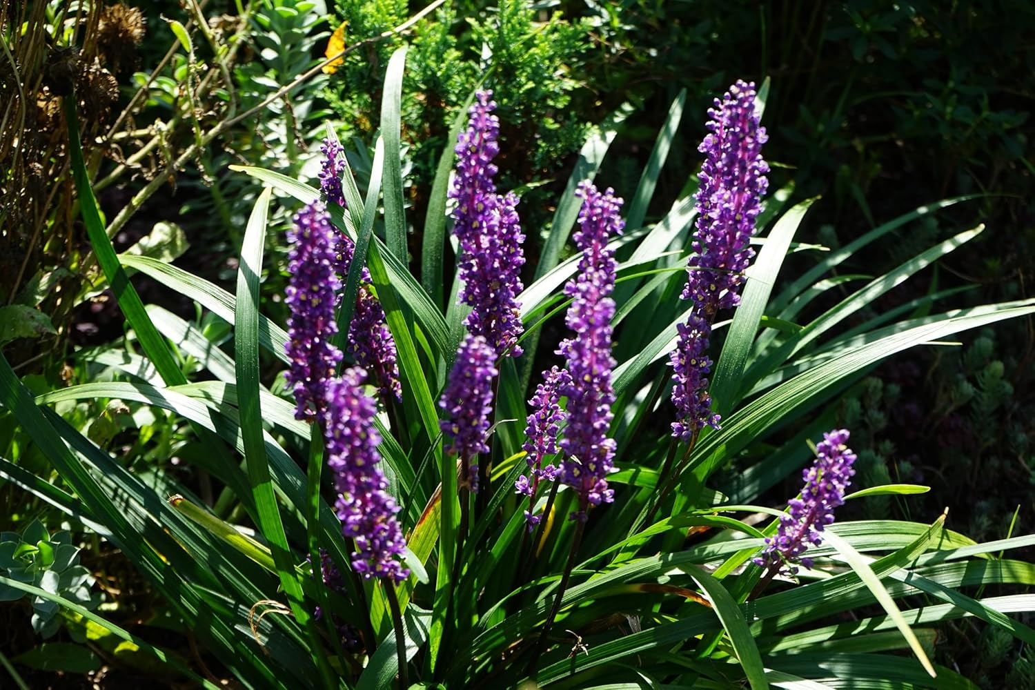 Liriope muscari 'Moneymaker' / Lilientraube
