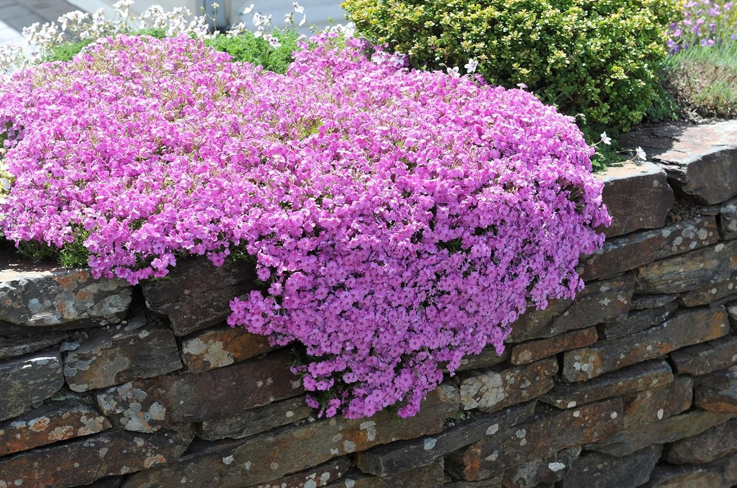 Phlox subulata 'Fabulous Rose' / Rosa Polster-Phlox
