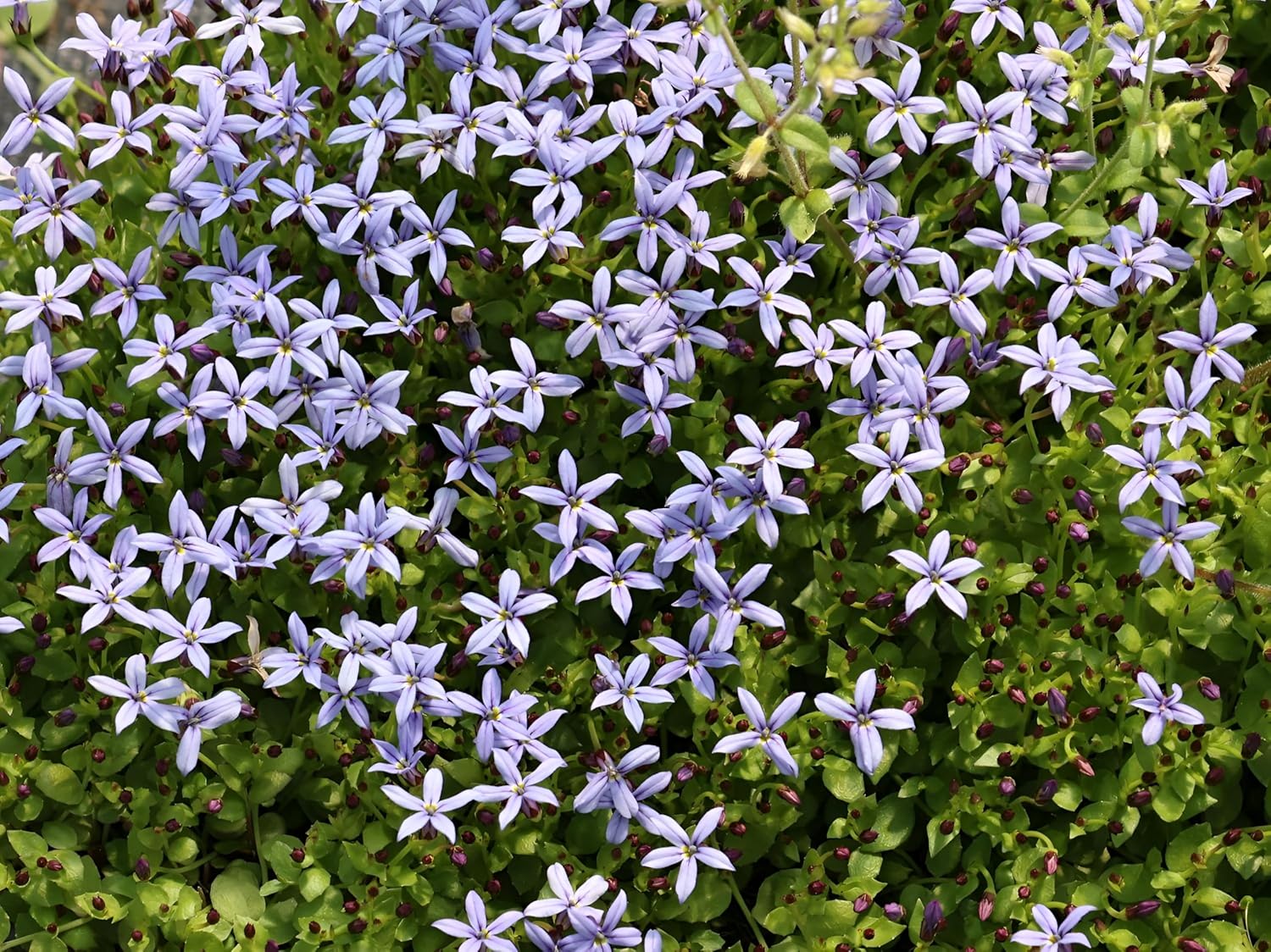 Isotoma fluviatilis 'Dunkelblau' / Blauer Bubikopf