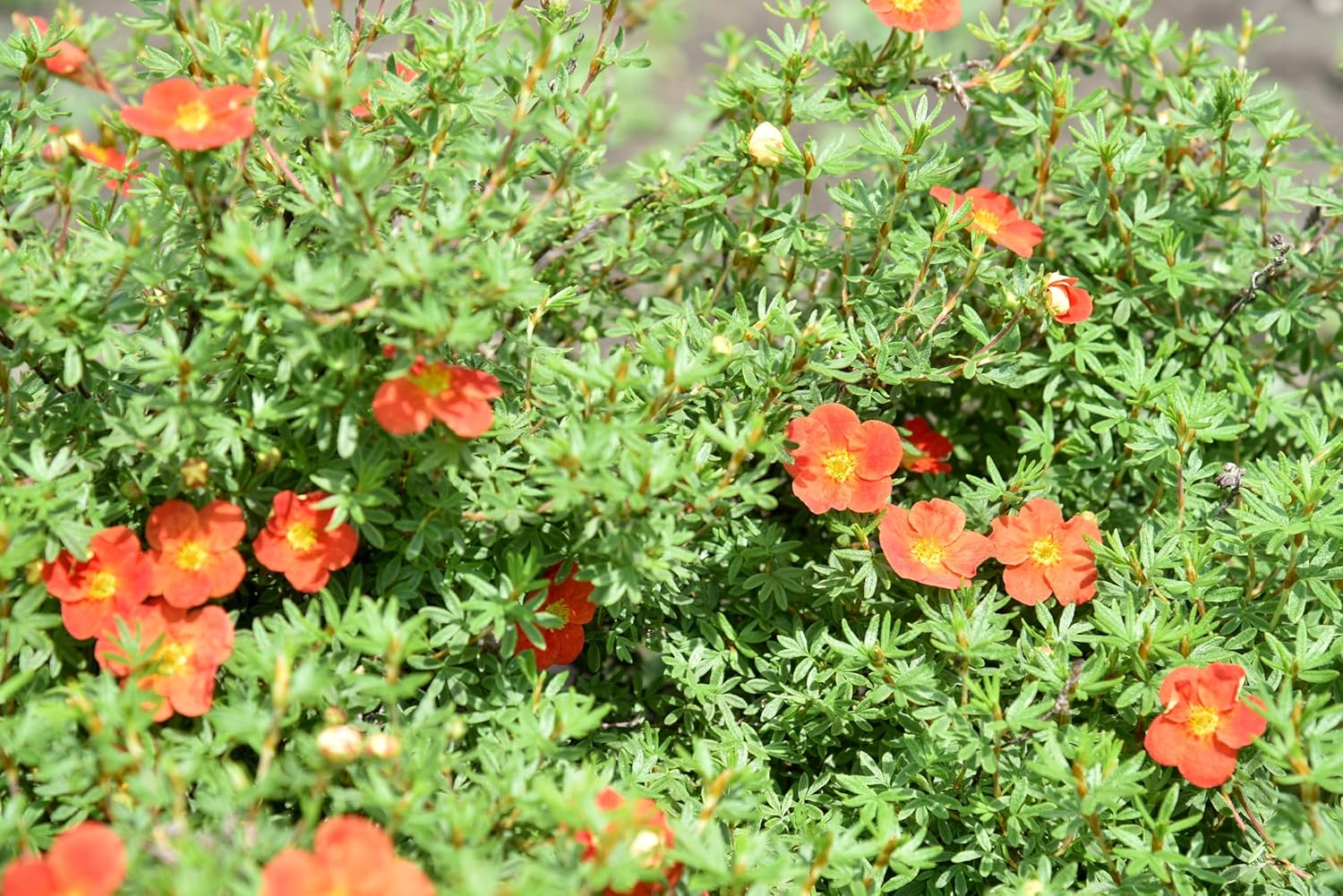 Potentilla fruticosa 'Red Ace' / Roter Fingerstrauch