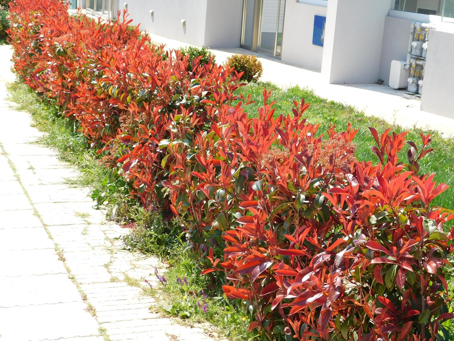 Photinia fraseri 'Little Red Robin' / Kleine Rote Glanzmispel