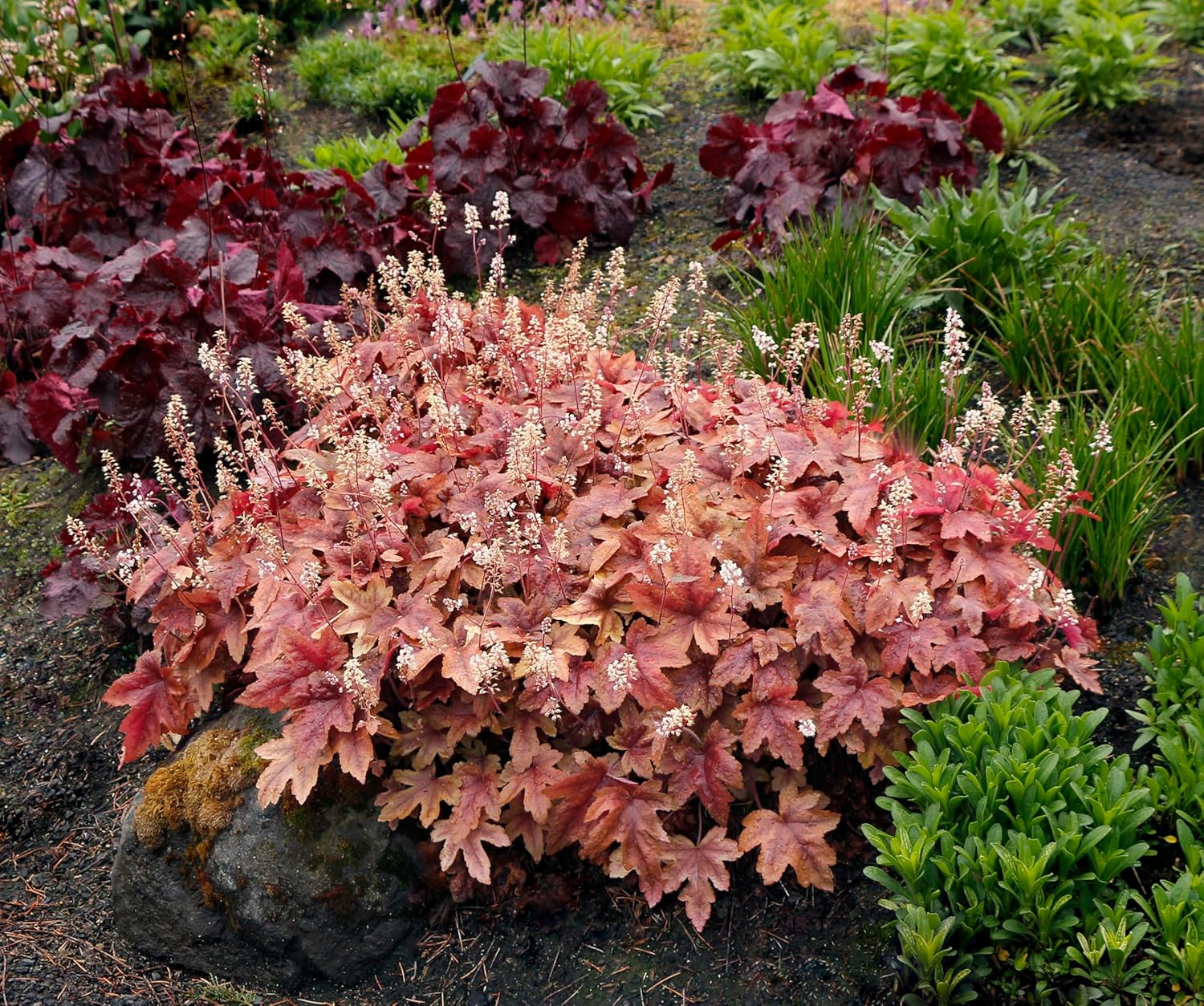 Heucherella Hybride 'Brass Lantern' / Purpurglöckchen