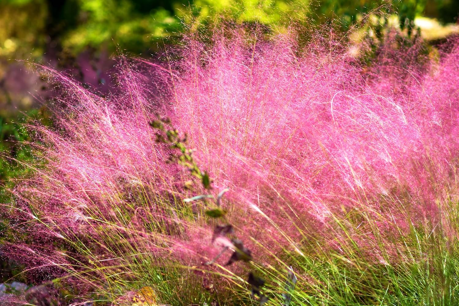 Muhlenbergia capillaris / Rosa Haargras - XXL Topf