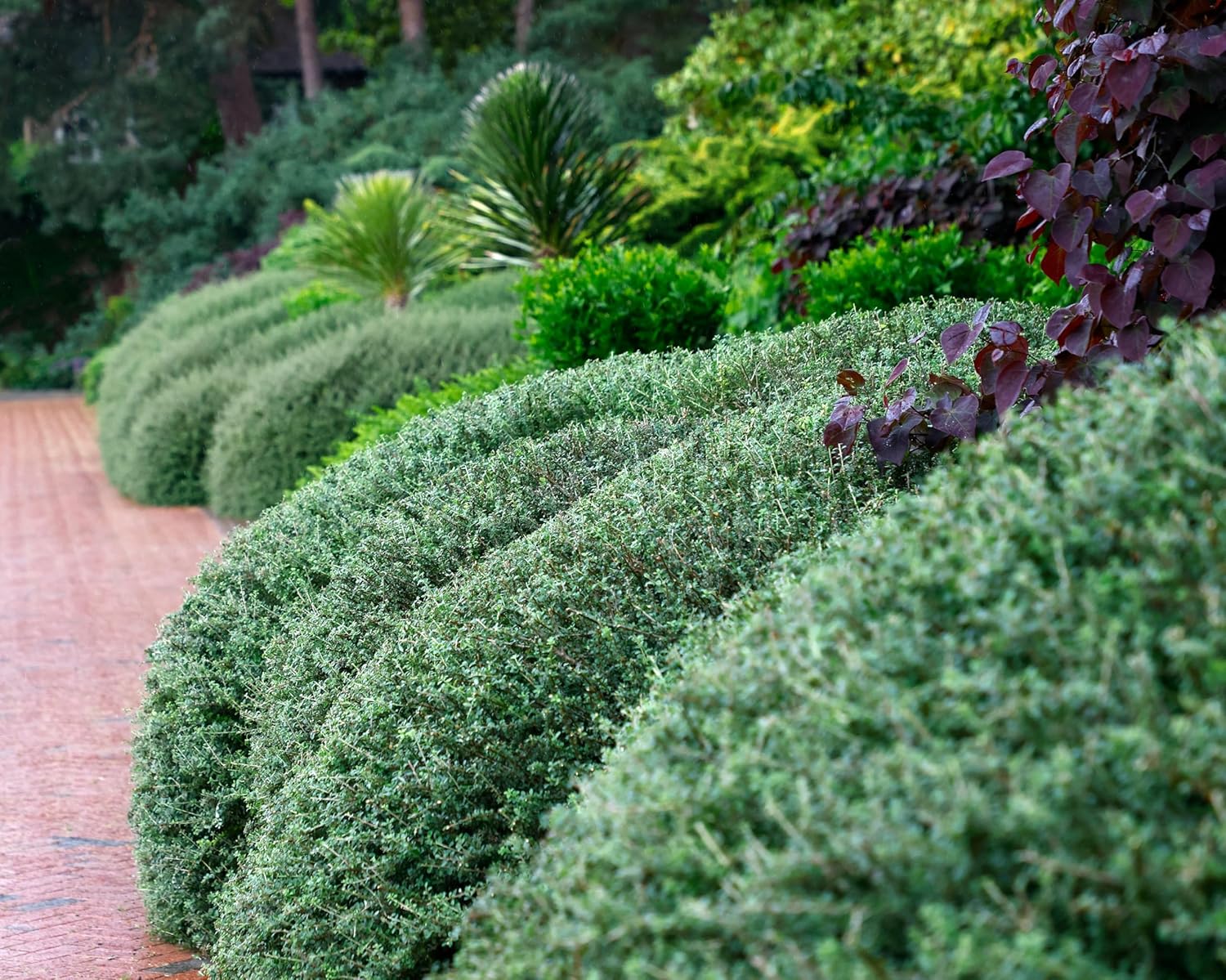 Lonicera nitida / Heckenmyrthe