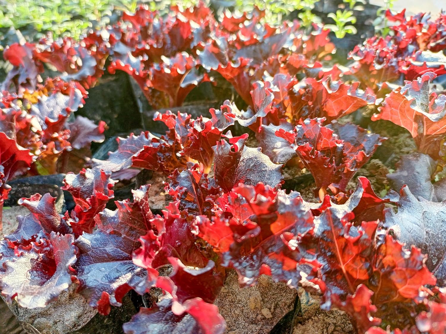 Heuchera americana 'Melting Fire' / Rotblättriges Purpurglöckchen