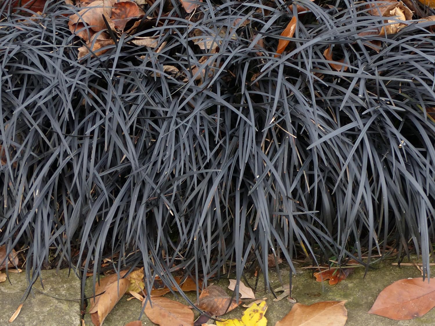 Ophiopogon planiscapus 'Niger' / Schwarzer Schlangenbart