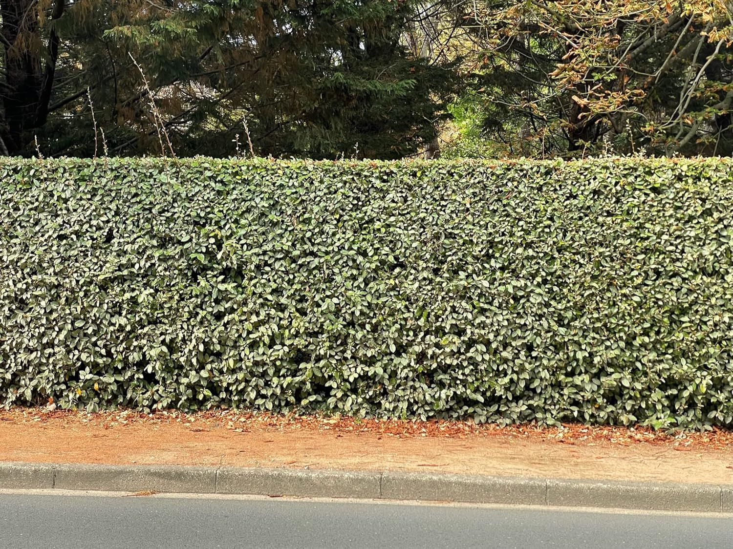 Elaeagnus ebbingei / Wintergrüne Ölweide