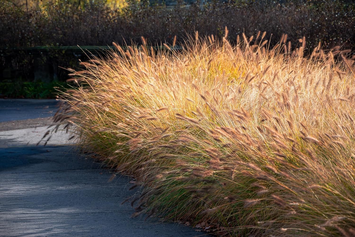 Pennisetum alopecuroides ‚Gelbstiel' / Lampenputzergras