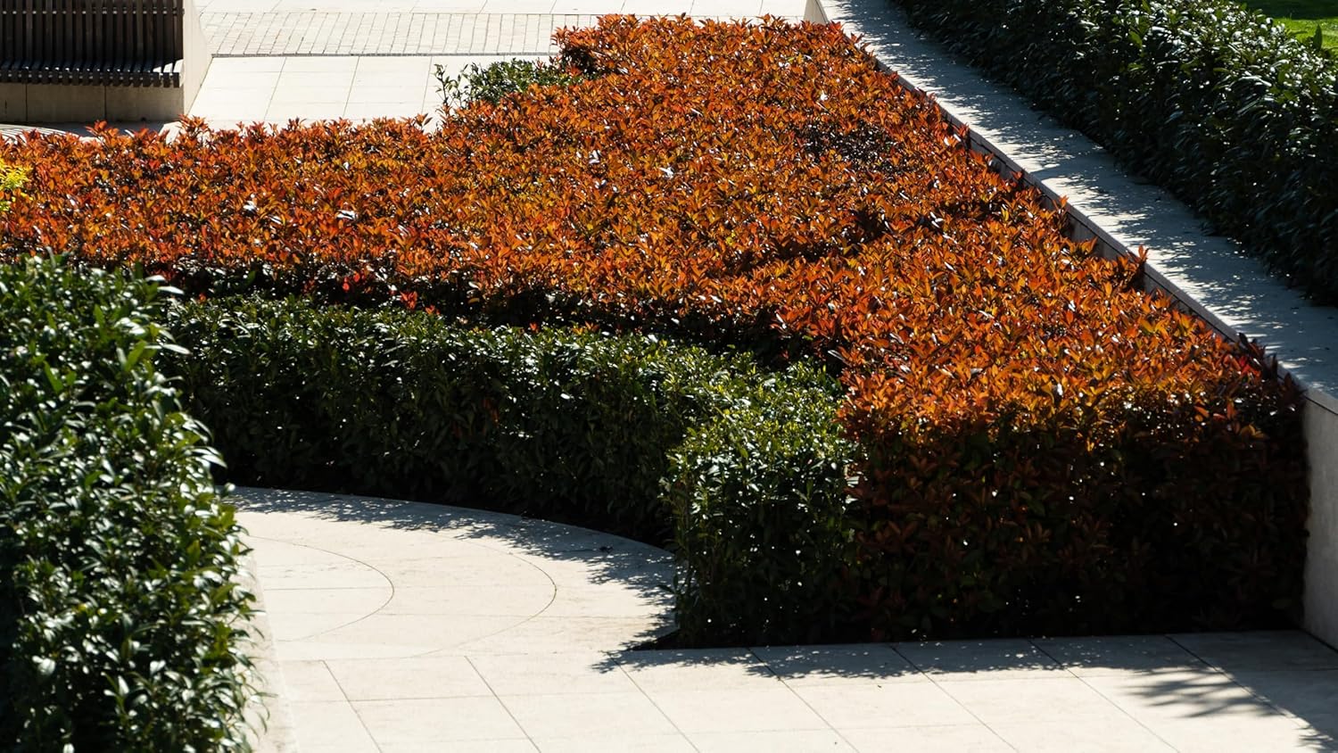 Photinia fraseri 'Red Robin' / Rote Glanzmispel