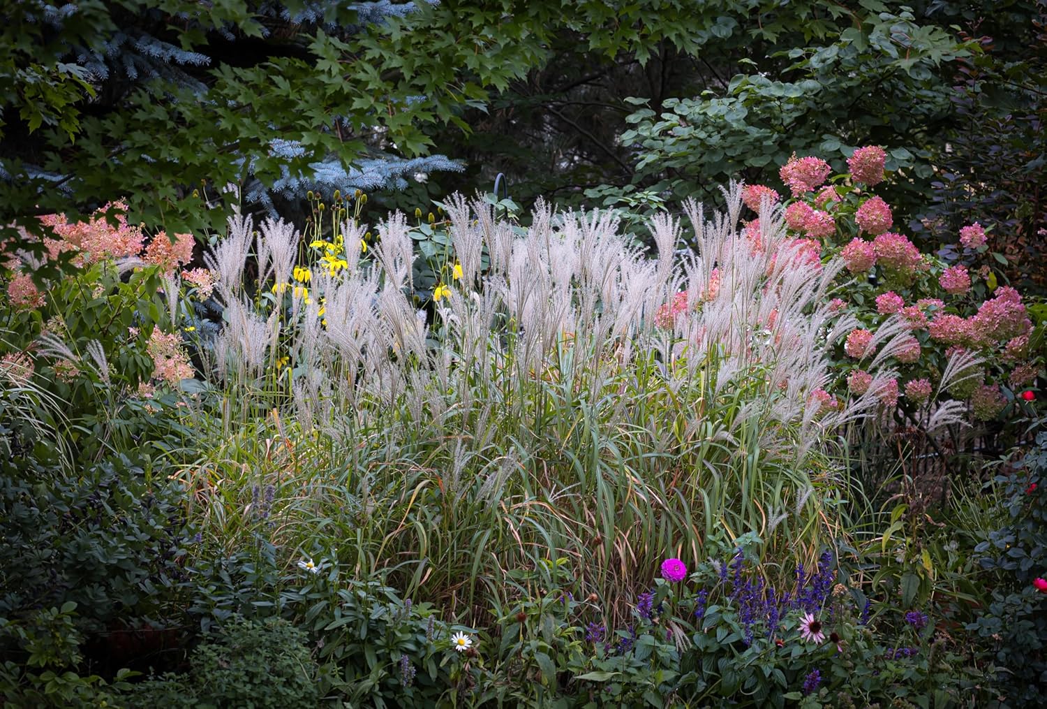 Miscanthus sinensis 'Purpurascens' / Chinaschilf - XXL Topf