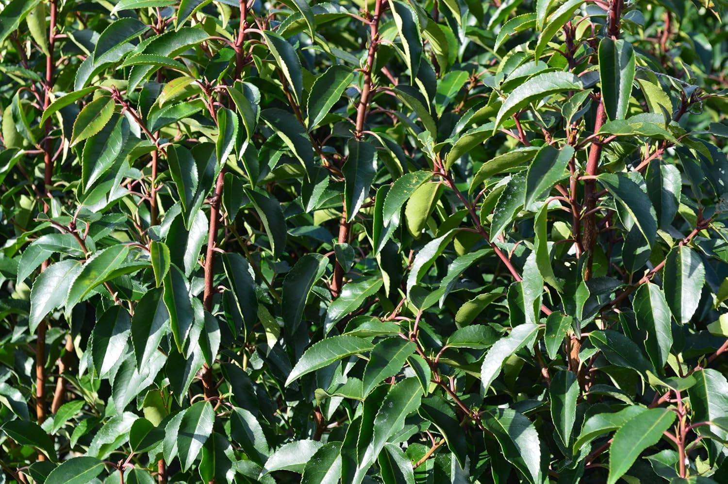 Prunus lusitanica / Portugiesischer Kirschlorbeer