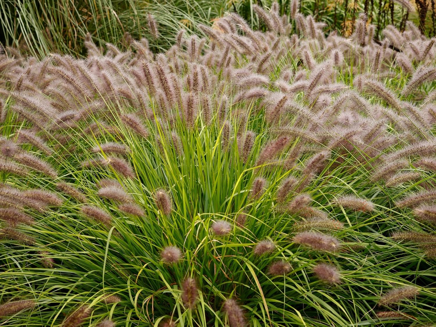 Pennisetum alopecuroides 'Red Head' / Rotes Lampenputzergras