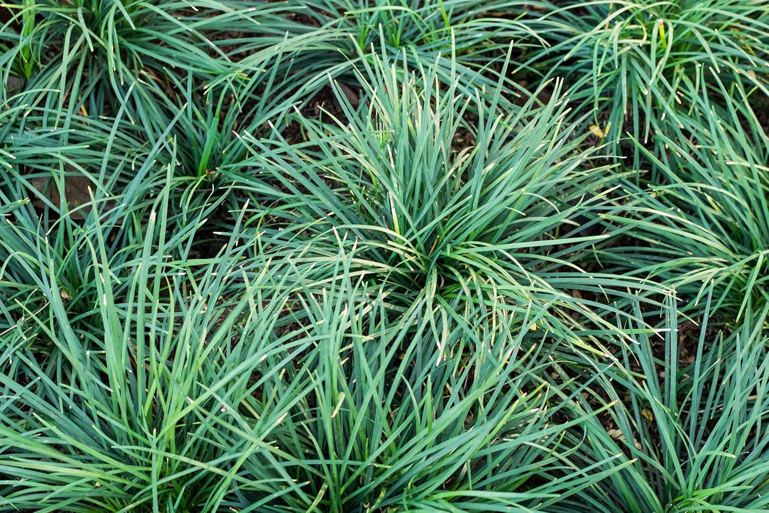 Ophiopogon japonicus 'Sparkler' / Japanischer Schlangenbart