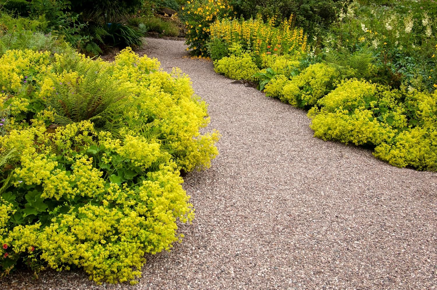 Alchemilla mollis / Großer Frauenmantel