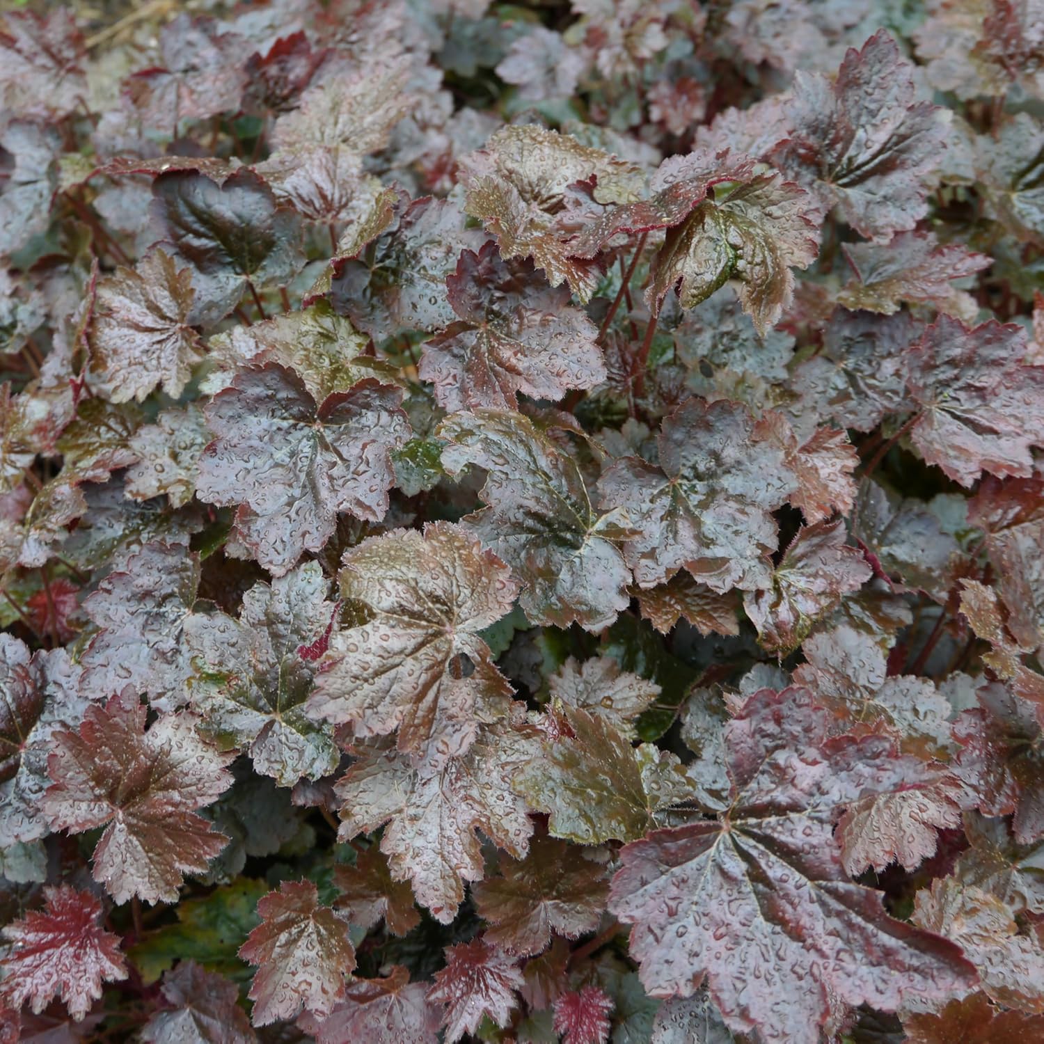 Heuchera americana 'Palace Purple' / Rotblättriges Purpurglöckchen