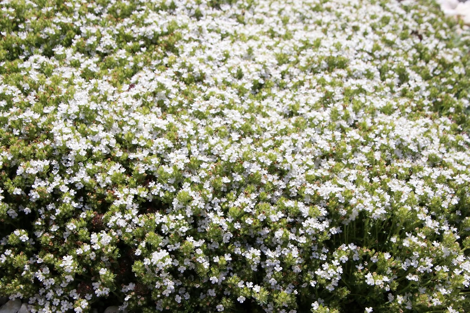 Thymus praecox 'Albiflorus' / Weißer Polsterthymian