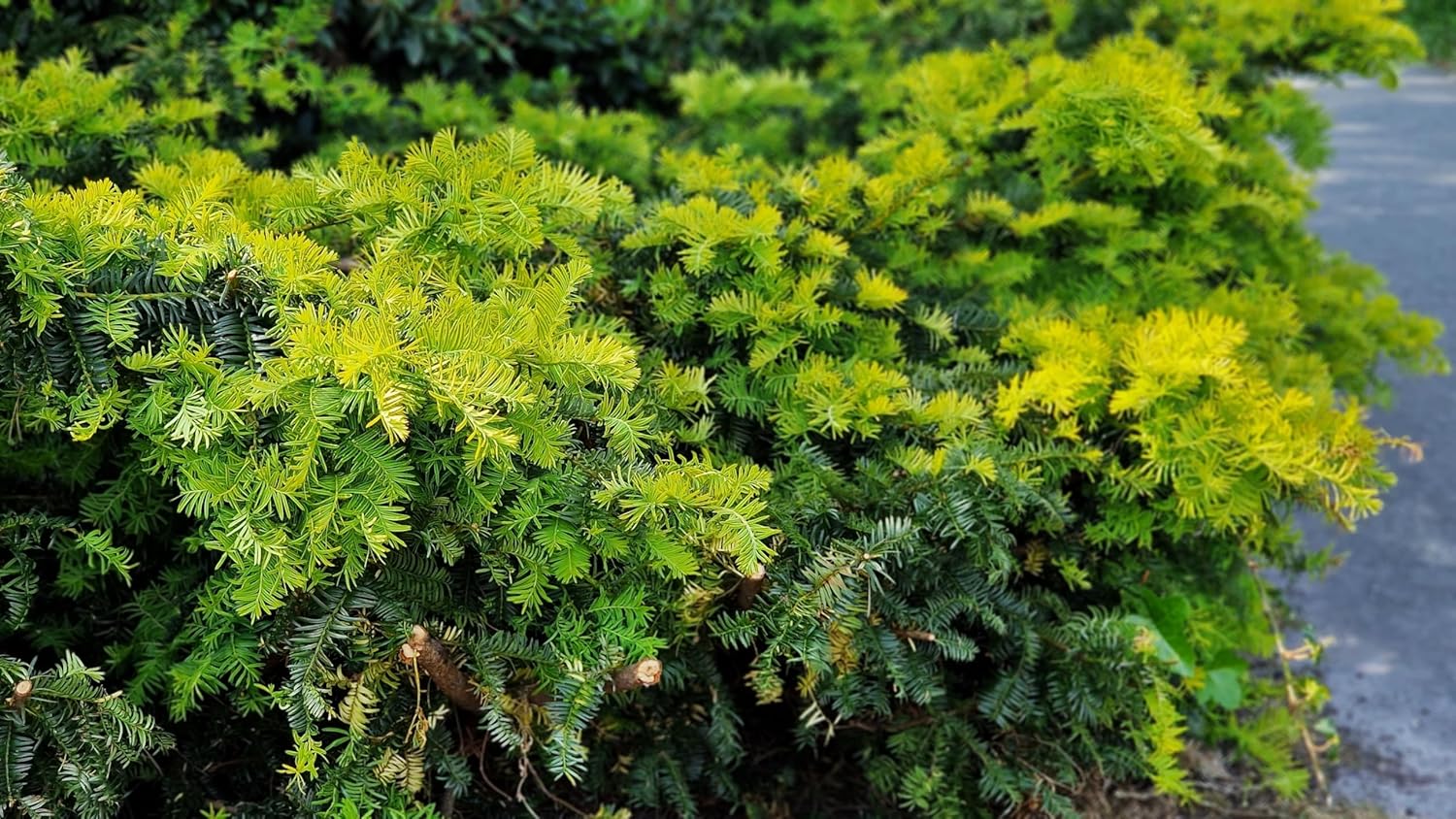 Taxus media 'Hillii' / Becher-Eibe