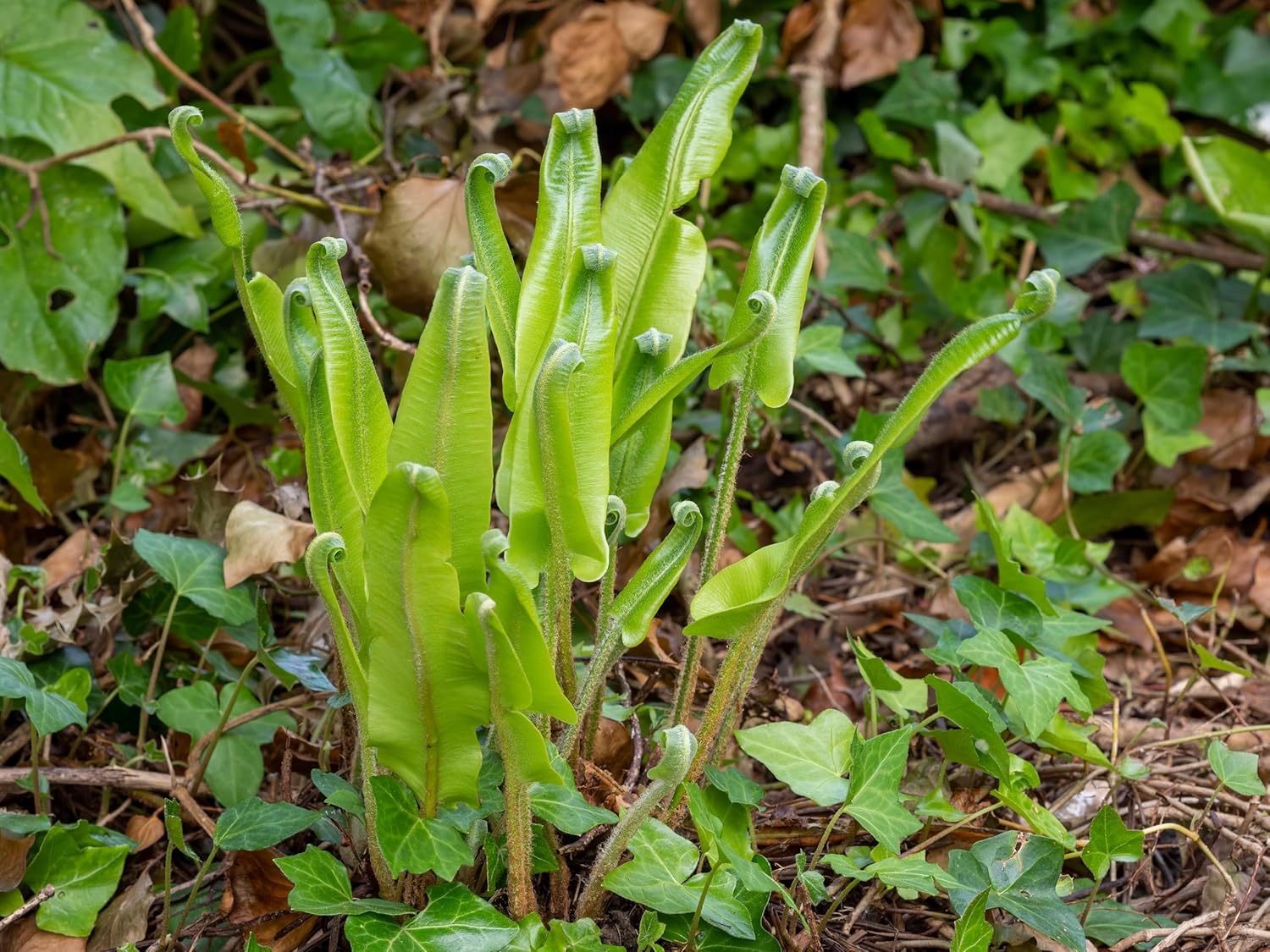 Phyllitis scolopendrium 'Angustifolium' / Hirschzungenfarn