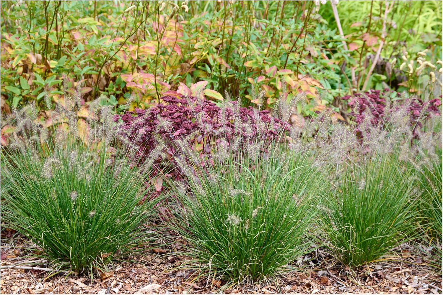 Pennisetum alopecuroides 'Piglet' / Zwerg Lampenputzergras