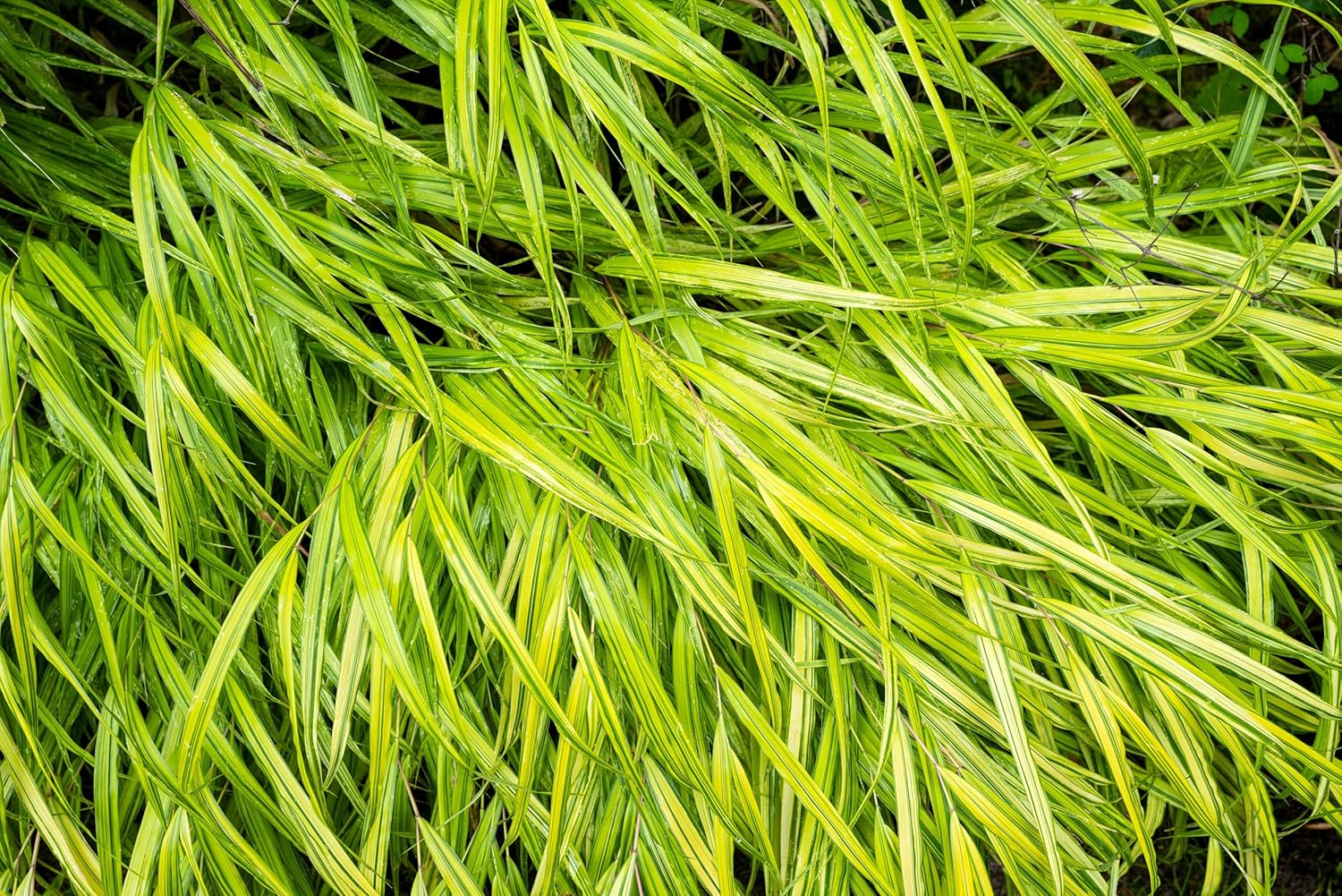 Hakonechloa macra 'Aureola' / Japanisches Gold Berggras
