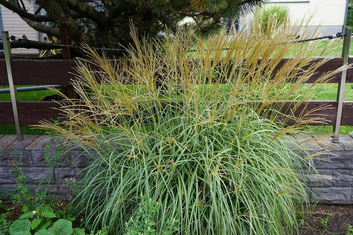 Miscanthus sinensis 'Condensatus' / Chinaschilf
