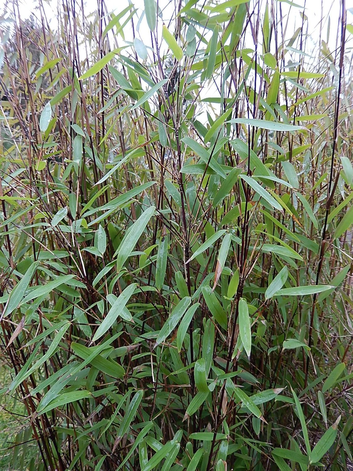 Fargesia nitida 'Black Pearl' / Schwarzer Bambus XXL