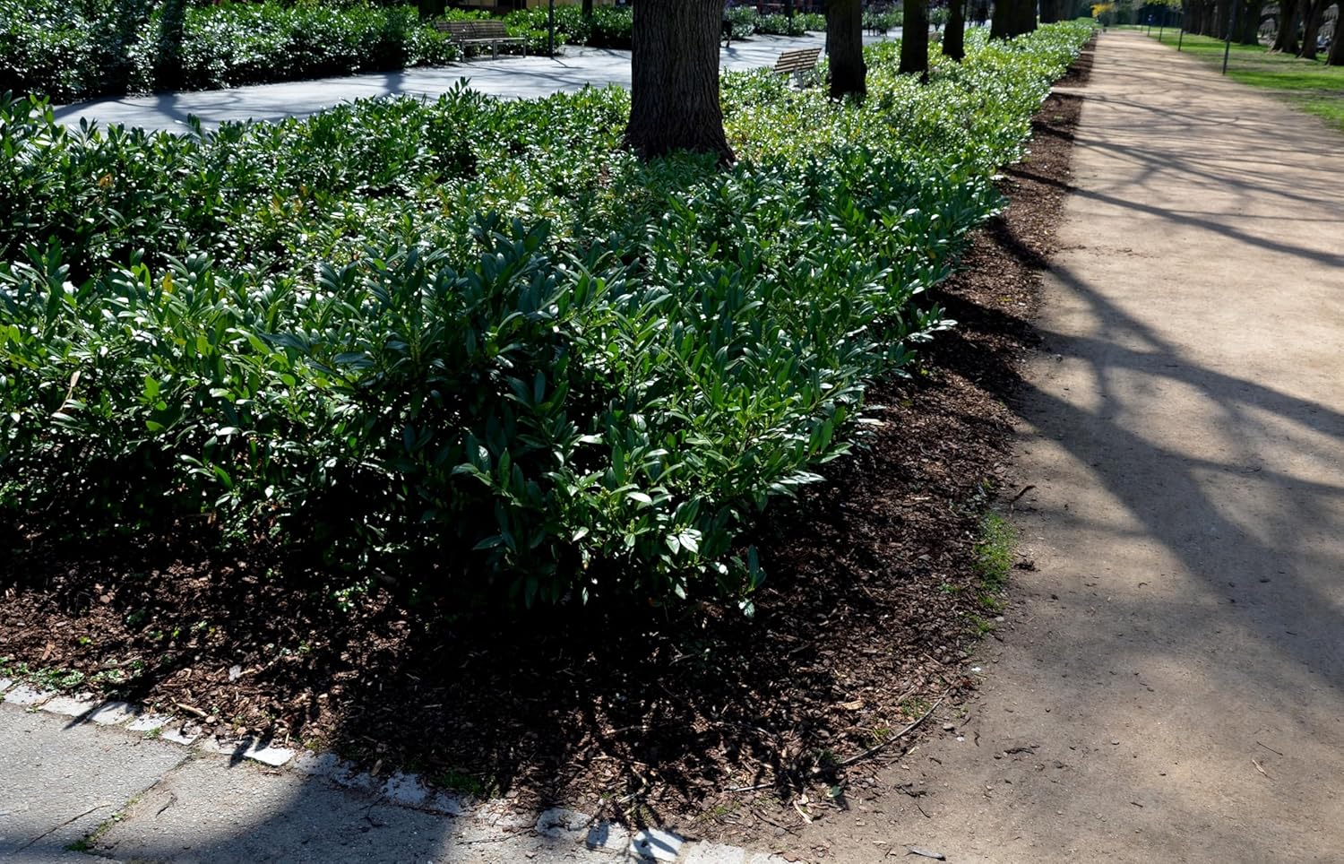 Prunus laurocerasus 'Otto Luyken' / Kleiner Kirschlorbeer