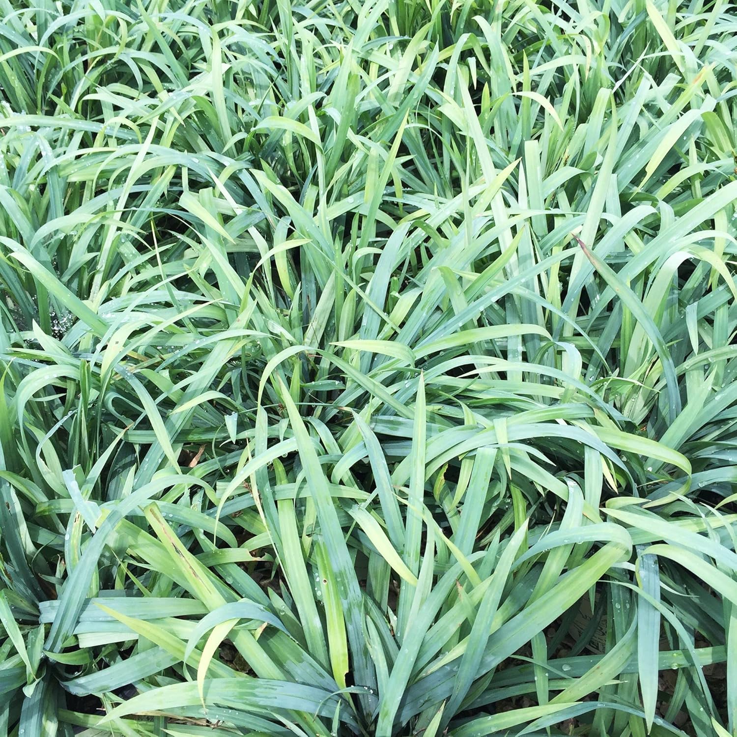 Carex laxiculmis 'Bunny Blue' / Segge