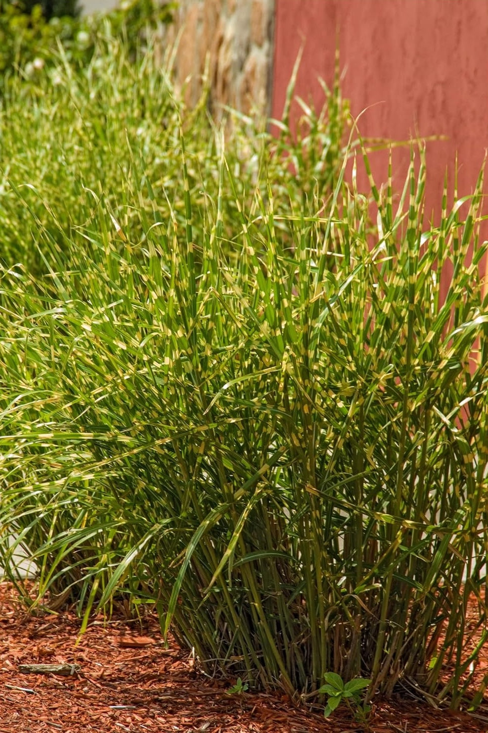 Miscanthus sinensis 'Little Zebra' / kleines Zebraschilf