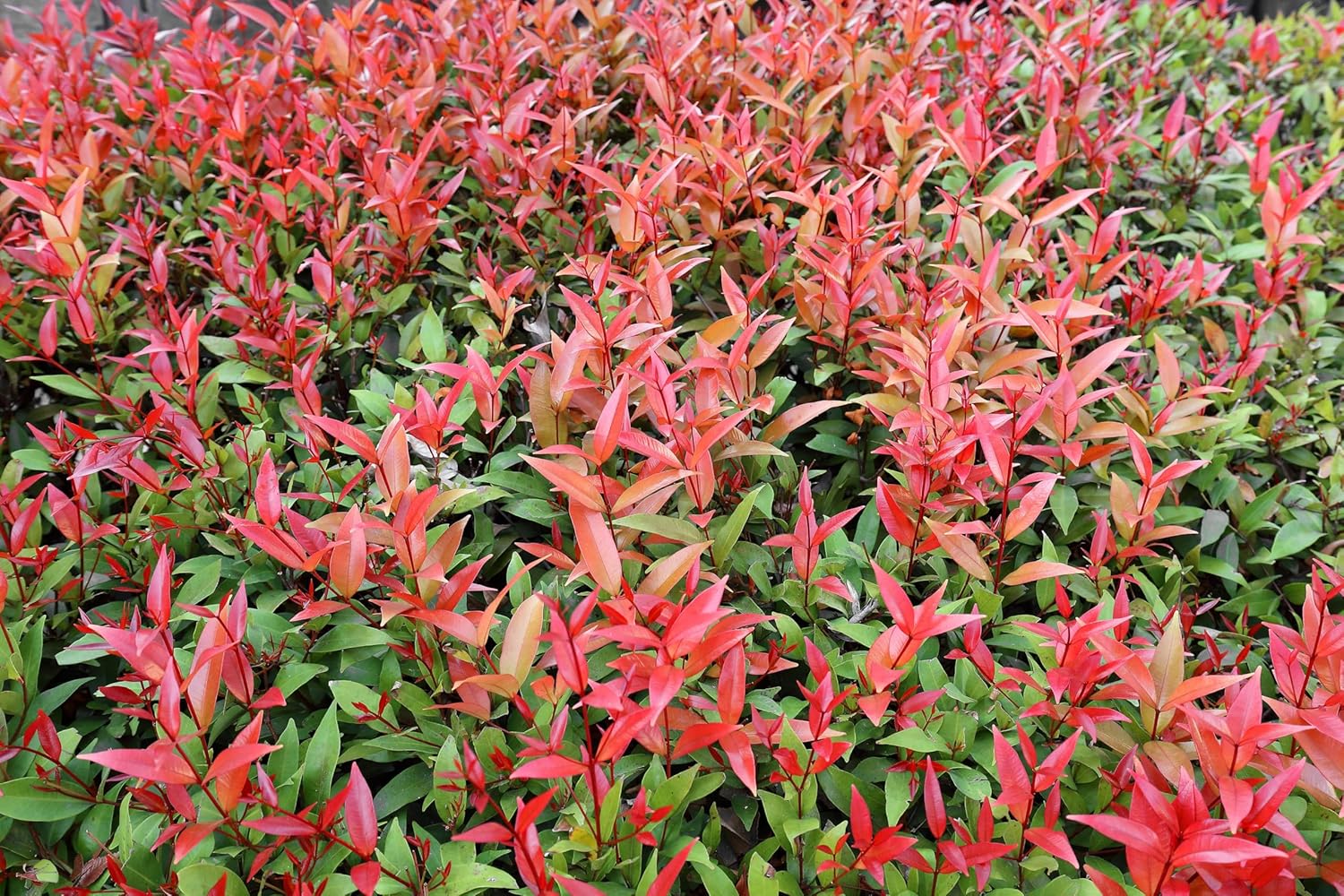 Photinia fraseri 'Little Red Robin' / Kleine Rote Glanzmispel