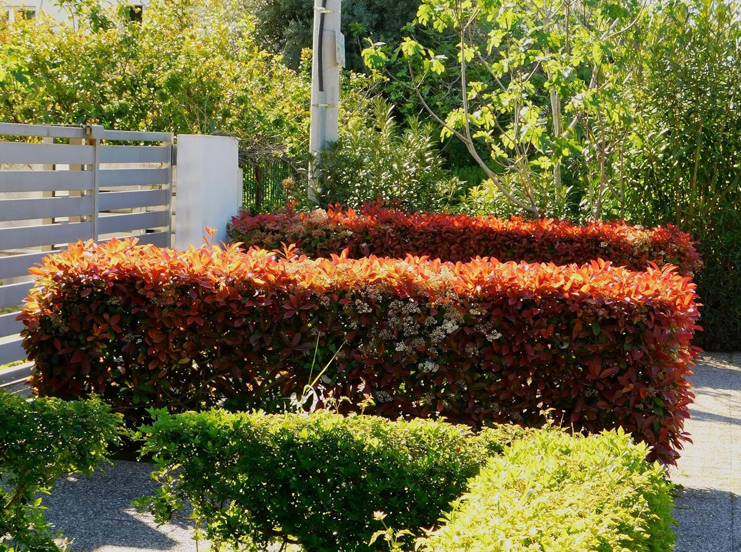 Photinia fraseri 'Little Red Robin' / Kleine Rote Glanzmispel