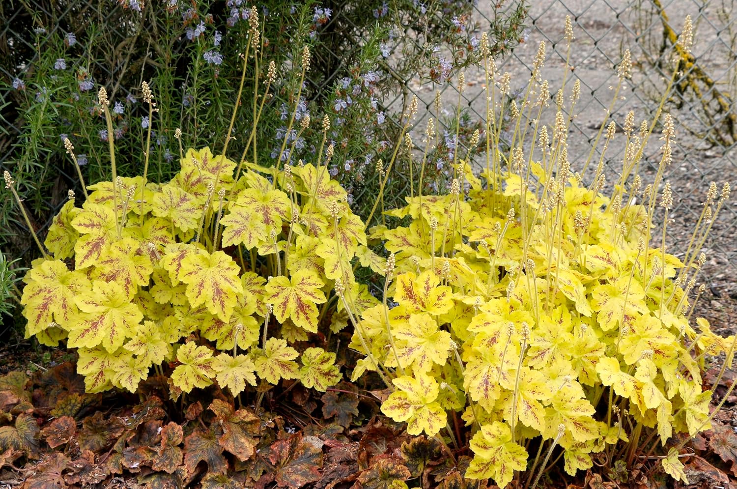 Heucherella Hybride 'Solar Power' / Purpurglöckchen