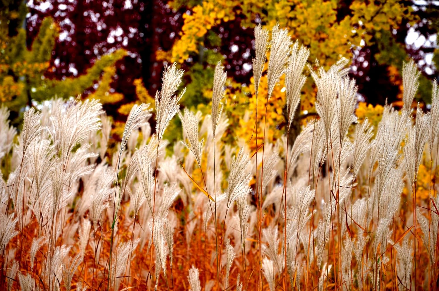 Miscanthus sinensis 'Condensatus' / Chinaschilf