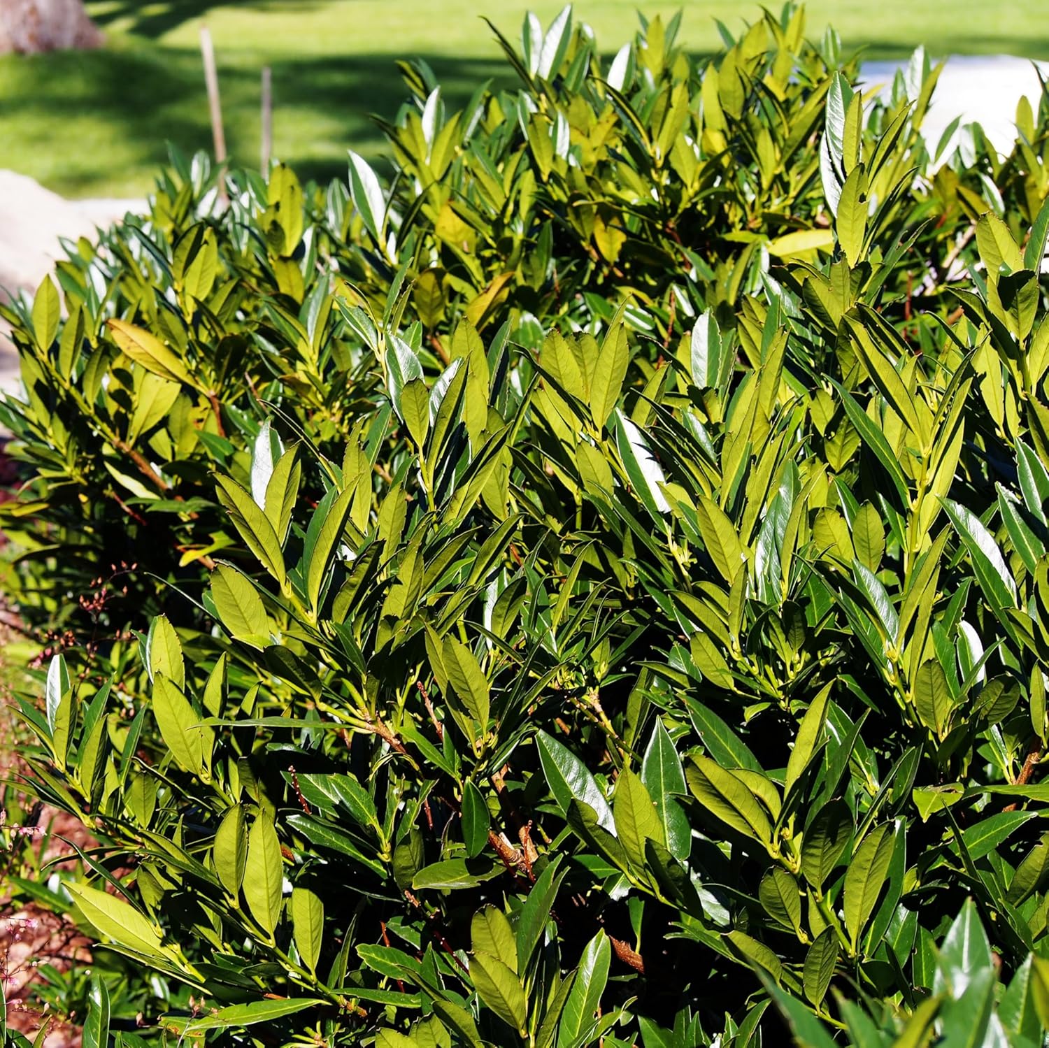 Prunus laurocerasus 'Otto Luyken' / Kleiner Kirschlorbeer