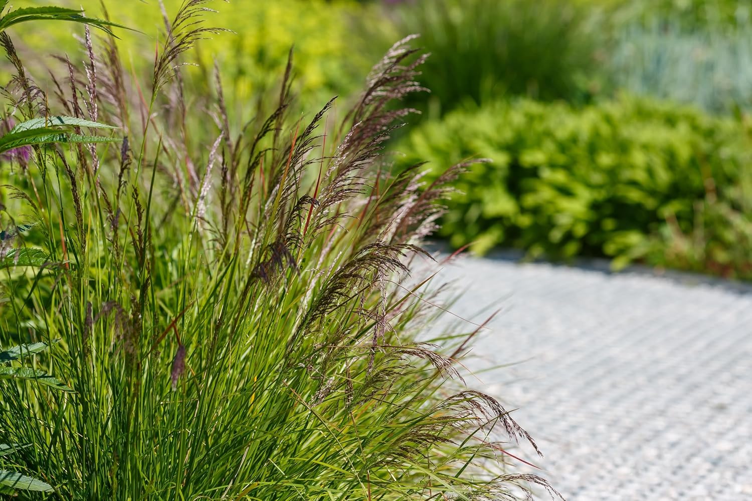 Deschampsia cespitosa 'Tauträger' / Rasen Schmiele