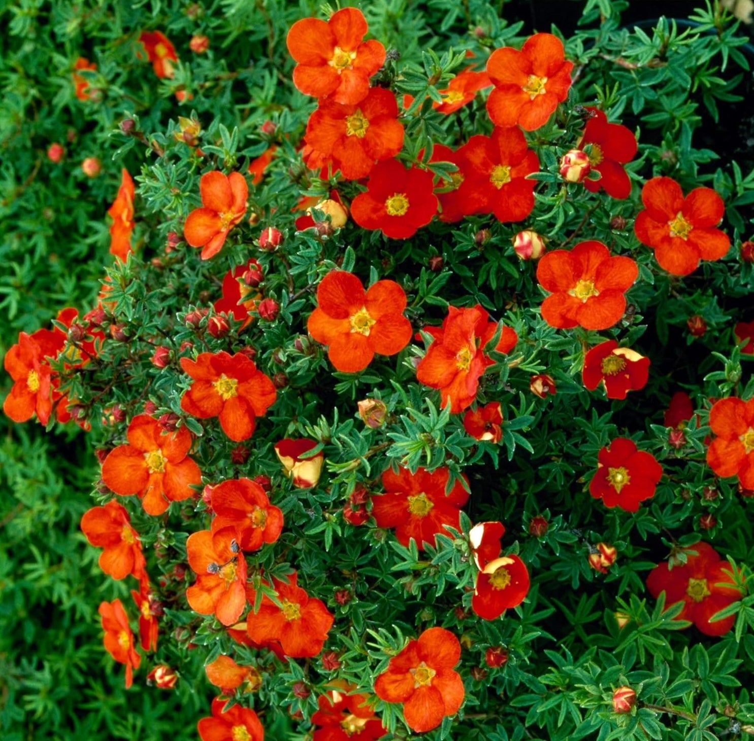 Potentilla fruticosa 'Red Ace' / Roter Fingerstrauch