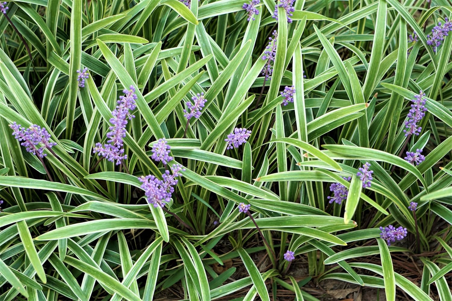 Liriope muscari 'Variegata' / Bunte Lilientraube