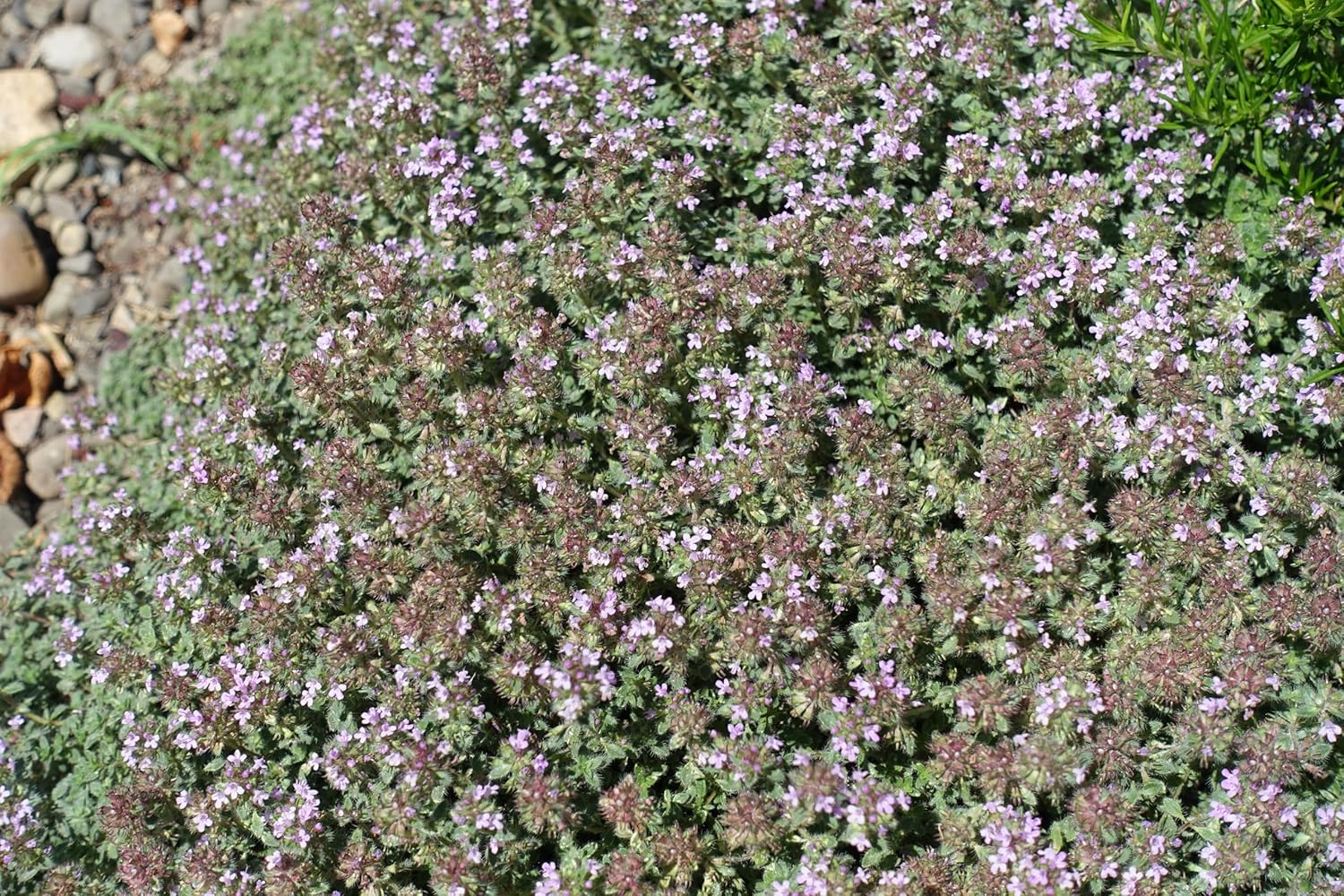 Thymus praecox 'Pseudolanuginosus' / Wolliger Thymian