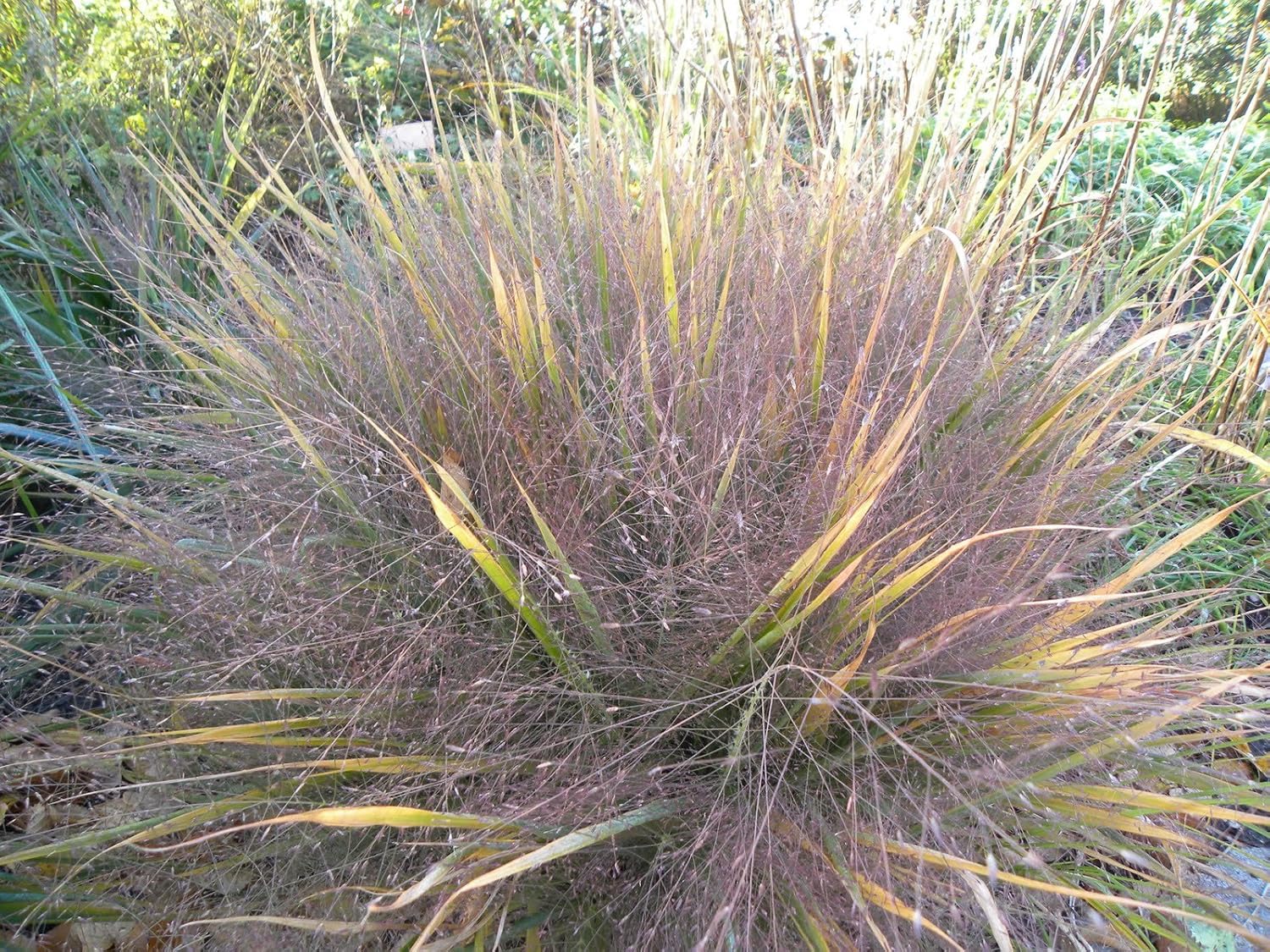 Eragrostis spectabilis / Purpur Liebesgras