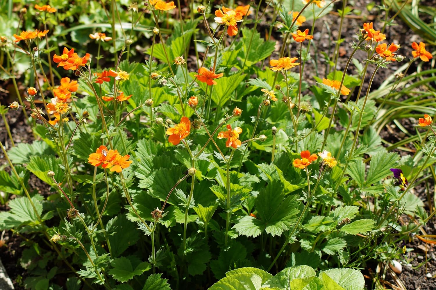 Geum coccineum ‚Koi' / Orangerotblühender Nelkenwurz