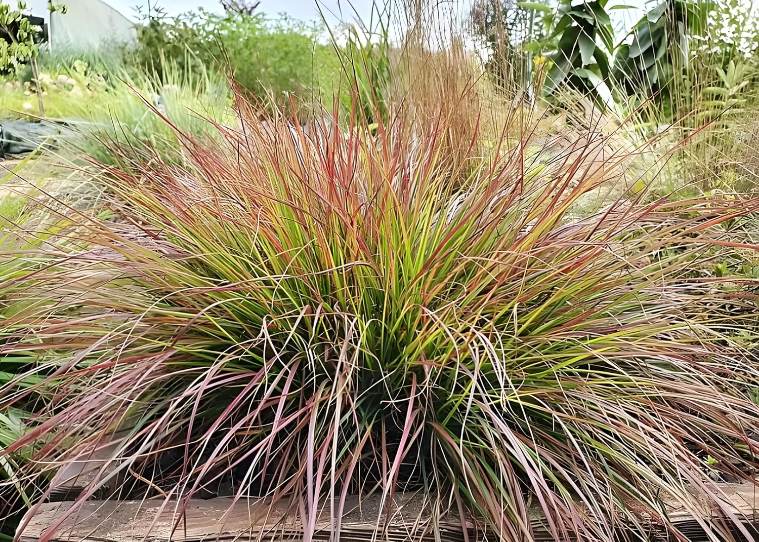 Pennisetum alopecuroides 'Burgundy Bunny' / Rotes Zwerg Lampenputzergras